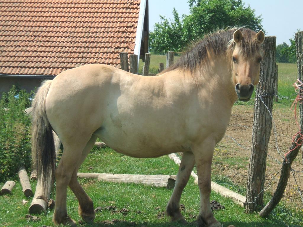 La Ferme Des 3 Suissesses Bed and Breakfast Saint-Paul  Buitenkant foto